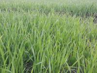 agro-farming