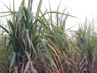 agro-farming