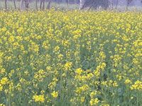agro-farming